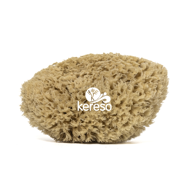 Honeycomb sea sponge