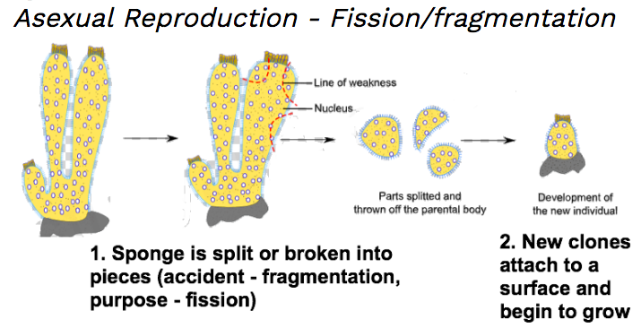 sexual reproduction of sea sponges