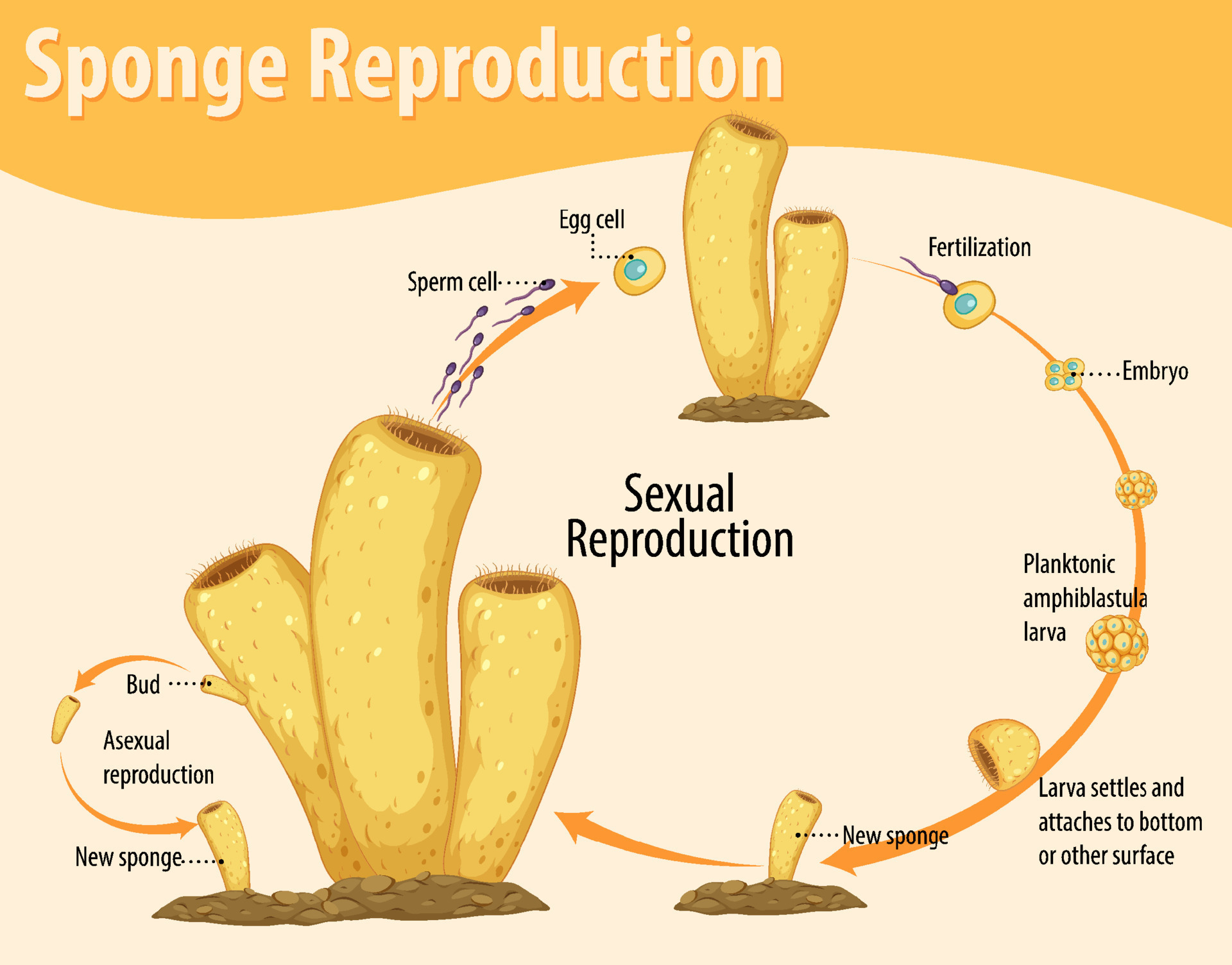 sexual reproduction of sea sponge