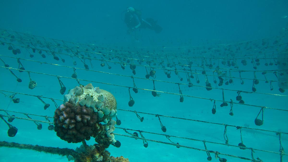 sea sponge farming