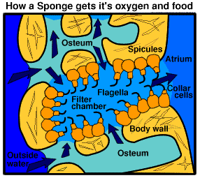 what sea sponges eat