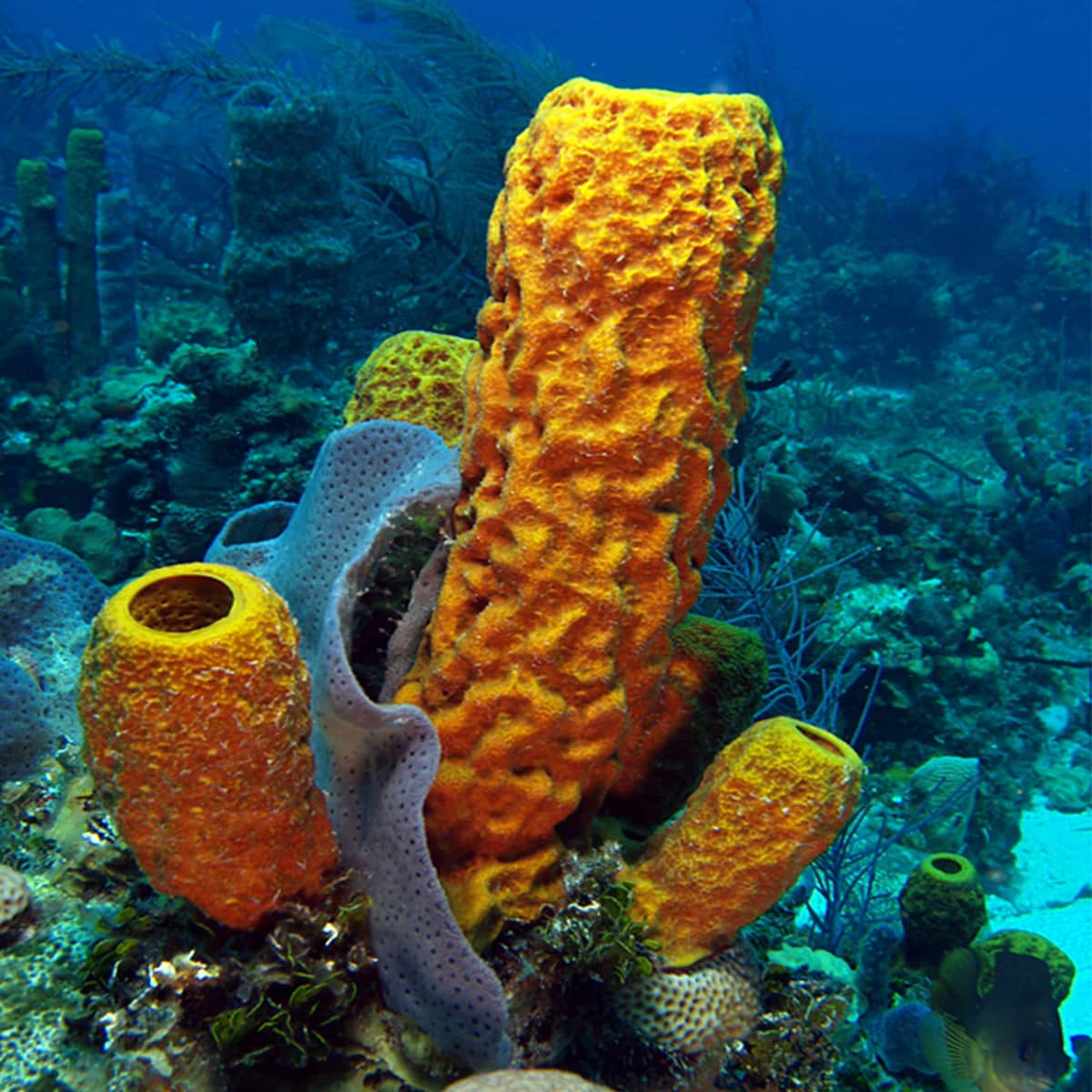 sea sponge phylum