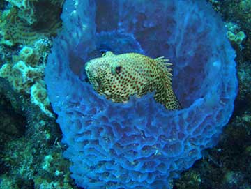 sponge ocean animal