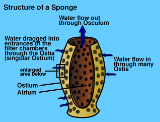 sea sponge structure