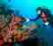 What is a sea sponge?