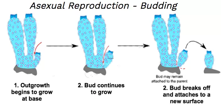 asexual reproduction of sea sponges